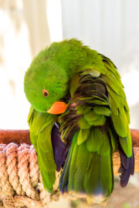 Parrot - WA