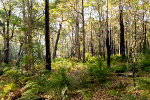 Leeuwin-Naturaliste Ridge, WA