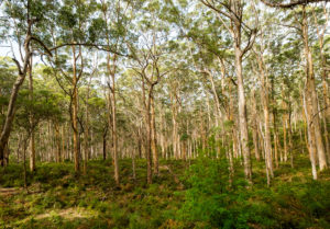 Leeuwin-Naturaliste Ridge, WA