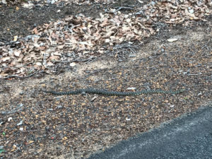 Snake, Leeuwin-Naturaliste Ridge, WA