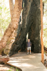 Tingle Tree, Denmark, WA