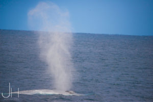 Blue Whale, Ingaloo, WA