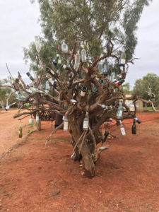 The Bottle Tree, Bullara Station, WA