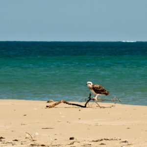 Sea Eagle, Yardie Creek, WA