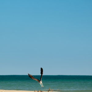 Sea Eagle, Yardie Creek, WA
