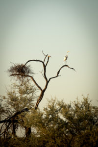 Bird in Tree with Nest - WA