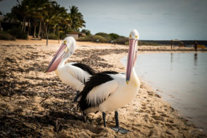 Pelican - Monkey Mia, WA