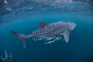 Whale Shark, Ingaloo, WA