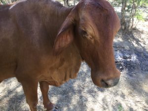 Brahman Cow, Ellerdale, WA