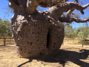 Prison Baobab Tree, Derby, WA