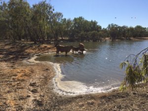 Mother and Calf, Ellerdale, WA