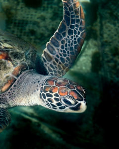 Turtle, Fish Nursery, Cape Leveque, WA