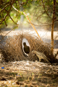 Bower Bird displaying his skills, WA