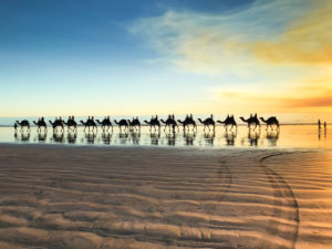 Camels on the Beach - Broome, WA